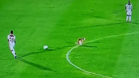 El perro fue la principal atracción del partido en Tunja