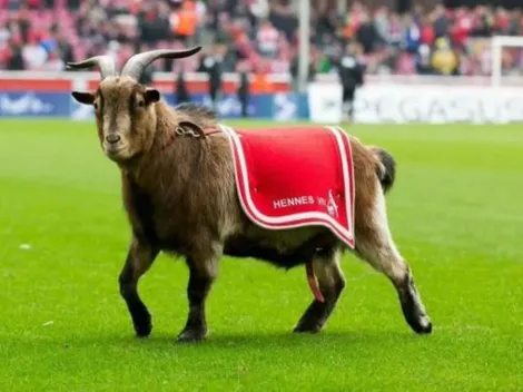 El club Colonia alemán se refuerza ¡con una cabra!