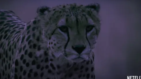 Netflix presenta "La Tierra de noche"