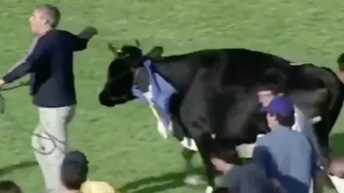 Vacas, patadas y pasto pintado: el hilarante video con que celebran el regreso del fútbol uruguayo