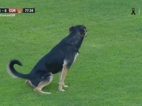 Perro entra al partido de CDA con Curicó hace caca y se va