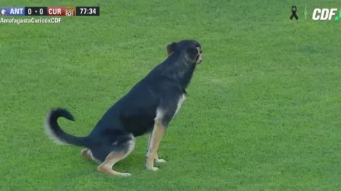 El can en faena.