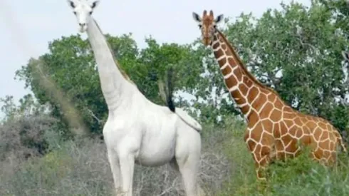 Cazan a una jirafa blanca con su cría y ahora sólo queda una en el mundo