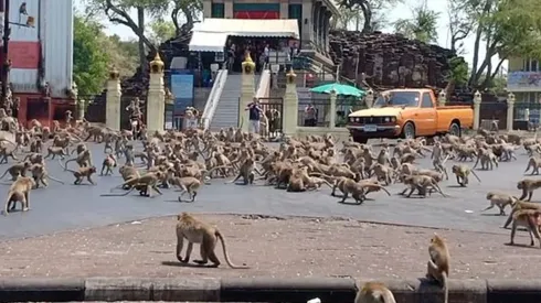 Cientos de monos pelean en las calles de Tailandia por comida