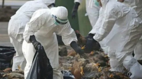 La cepa H5N6 de gripe aviar apareció por primera vez en 2014.