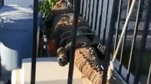 El cocodrilo estaba en pleno jardín en Rancagua