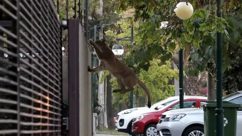 Me pareció ver a un lindo gatito... Si, es un puma, y anduvo suelto en Santiago.