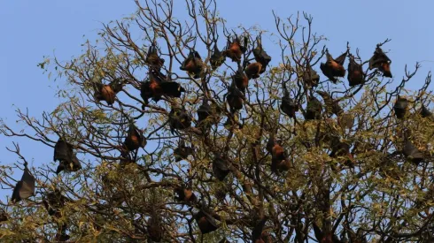 Los murciélagos fueron atacados con fuego por pobladores.