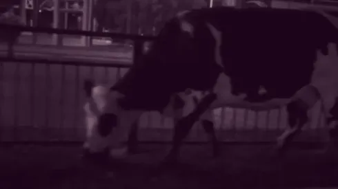 La escena fue captada por el diputado Diego Ibáñez.