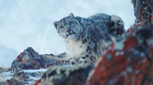 Esta leopardo de las nieves hembra fue captada en Rusia.