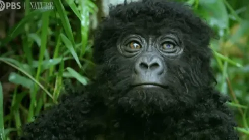 Las simpáticas imágenes fueron grabadas con una camara espía.
