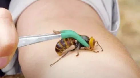 La avispa vespa mandarinia japonica ha sido vista en varias ciudades de Estados Unidos.