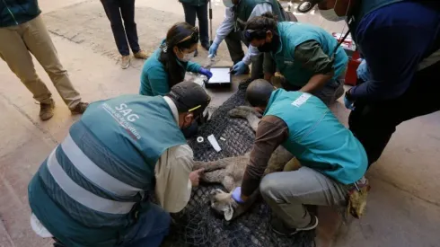 El Puma concolor fue dormido en una vivienda de Colina.