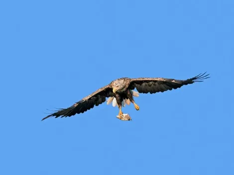 Reaparece el águila de cola blanca en Reino Unido tras 240 años sin ser vista