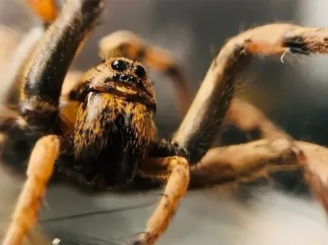Las arañas lobo (Lycosidae) del Ártico aumentan su tamaño y se comen entre sí por culpa del Cambio Climático