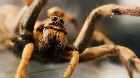 La Araña Lobo del Ártico pertenece a la familia Lycosidae .