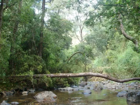 Declaran a la Reserva Nacional de Nonguén como Parque Nacional
