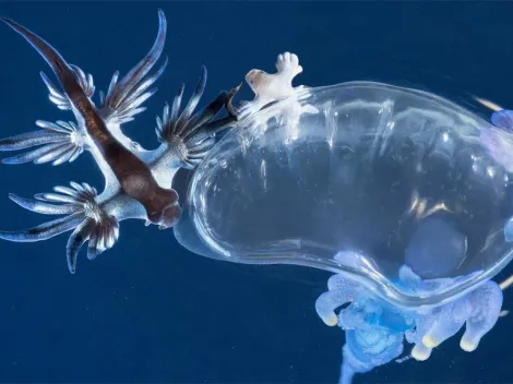 Así es el dragón azul, el pequeño animal que encendió las alarmas en Estados Unidos