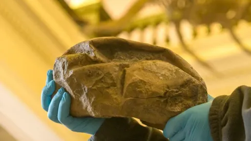 Este huevo durante años se llamó "la cosa de la Antártida".