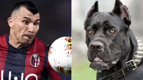 Dicen que el mastín tiene la mordida más feroz del mundo de los perros, junto con el rottweiler