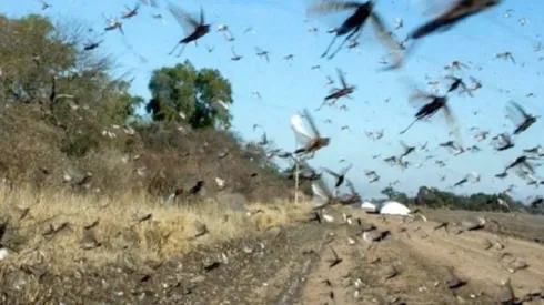 Plaga de langostas afecta al norte de Argentina y amenaza a Brasil