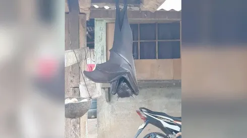 El murciélago gigante fue encontrado en Filipinas.