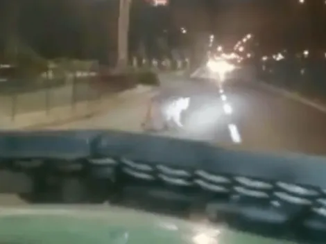 Video: Captan a Puma concolor caminando por las calles de Huechuraba