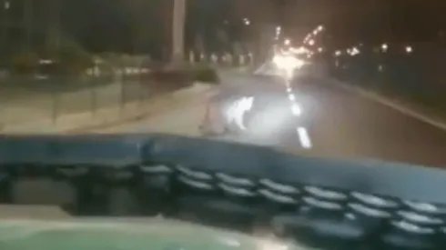 Pobladores difunden nuevo avistamiento de puma en Huechuraba.