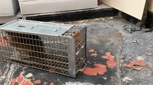 Ratones "del tamaño de conejos" se toman ciudad en Inglaterra