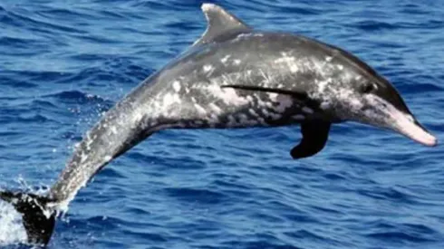 Durante la búsqueda de comida socializan mucho y una forma de socializar es a través del sexo, aseguró el académico Jeremy Kiszka.