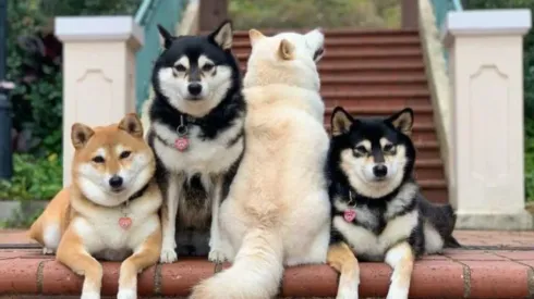 Hina se volvió viral y cientos de usuarios comentaron la divertida historia.