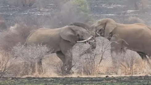 Las peleas entre los machos de la manada son para demostrar quien es más dominante.