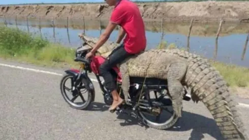 El hecho fue duramente criticado en redes sociales dado que se trata de una especie protegida.