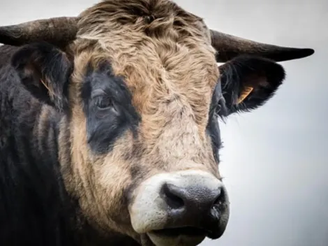 VIDEO: Un niño salva a su abuela de un ataque de un toro en India