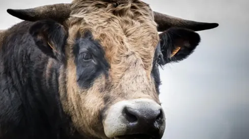 El animal dejó a tres personas heridas tras el ataque.