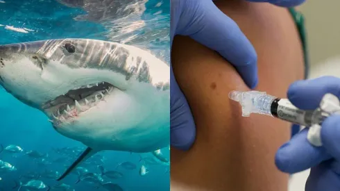 Tiburones en peligro por vacuna contra el coronavirus | Fotos: Getty