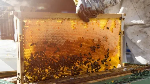 Productos como el polen, propóleo, miel o jalea real son algunos que elaboran las abejas.