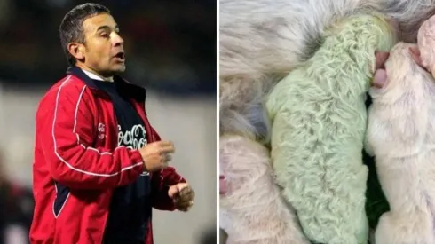 El ex estratega de La Roja se tomó con gran humor las bromas tras el nacimiento de un perro verde en Italia.