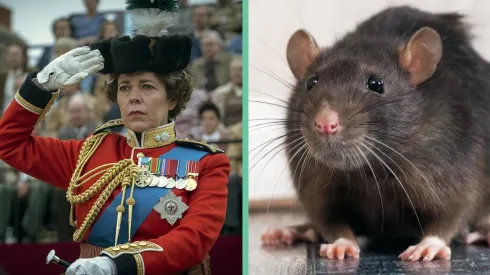 La Reina Isabel en "The Crown" junto a un ratón/rata común y silvestre.
