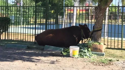 El animal fue alimentado por vecinos del sector una vez que fue capturado.