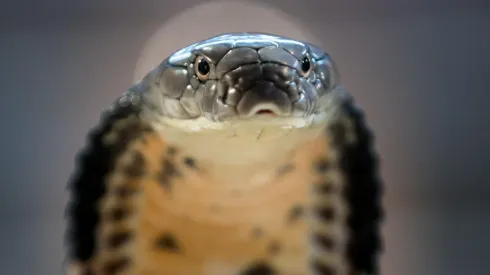 El hombre se encuentra estable recuperándose luego de haber sufrido una fuerte mordedura del reptil.