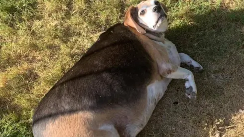 Wolfgang fue diagnosticado con problemas de tiroides.