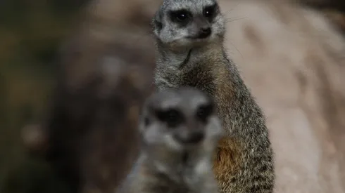 El recinto abrirá desde este jueves 8 de julio.