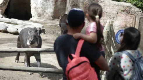 Zoológico abrirá sus puertas este domingo.  (Agencia Uno).