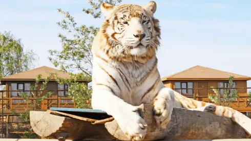 Mujer muere al ser atacada por tigre en Parque Safari de Rancagua