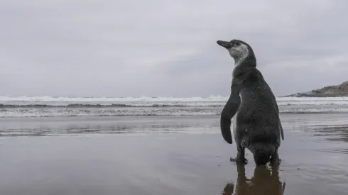 El pinguino de Humboldt vive en principalmente en las islas de Chañaral, Choros y Damas