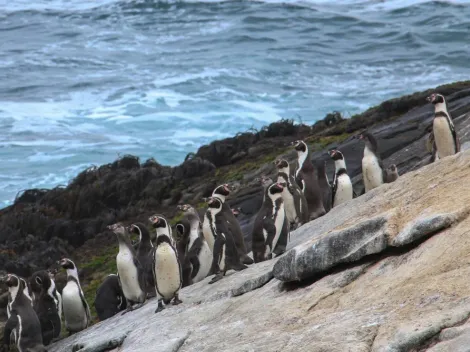 ¿Por qué Dominga amenaza la vida de Pingüinos de Humboldt?