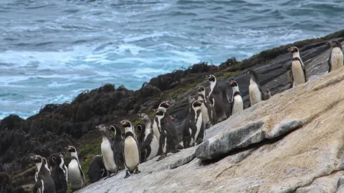 ¿Por qué Dominga amenaza la vida de Pingüinos de Humboldt?