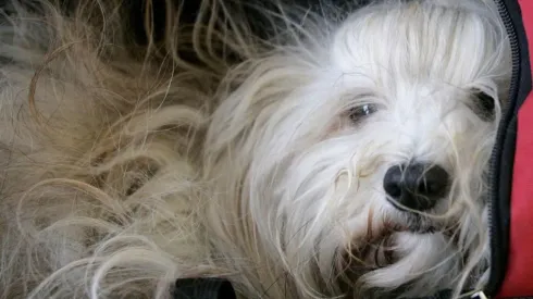 Proyecto busca dar día libre por fallecimiento de una mascota