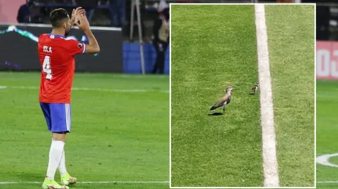 Los queltehues corren peligro en San Carlos de Apoquindo
